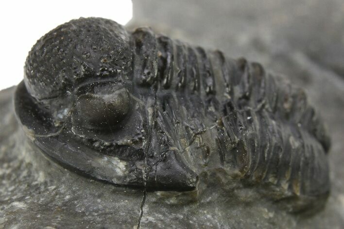 Bargain, Detailed Gerastos Trilobite Fossil - Morocco #275226